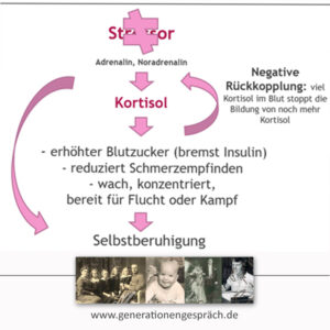 Stressbewältigung: Kortisol bremst sich selbst www.generationengespräch.de