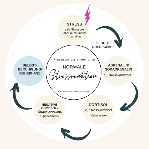 Chronischer Stress: Wie der Hippocampus die Stressreaktion reguliert | Generationengespräch Infografik zur normalen Stressreaktion: Der Hippocampus misst die Cortisol-Konzentration im Blut und reguliert die Stressreaktion durch eine natürliche Selbstberuhigung des Körpers.