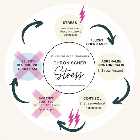 Chronischer Stress: Wenn der Körper nicht mehr abschalten kann | Generationengespräch Infografik zu chronischem Stress: Durch den Verlust von Cortisol-Rezeptoren am Hippocampus kann der Körper die Stressreaktion nicht mehr regulieren und der Cortisolspiegel bleibt dauerhaft erhöht.