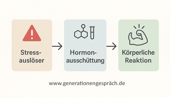 Wie Stress im Körper entsteht: Stressauslöser, Hormone und körperliche Reaktion | Generationengespräch Infografik: Wie Stress im Körper entsteht – Stressauslöser führen zur Ausschüttung von Adrenalin, Noradrenalin und Cortisol und lösen körperliche Reaktionen aus