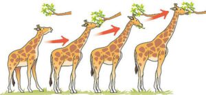 Die Evolution des Giraffenhalses ist ein beliebtes Beispiel zur Illustration des Lamarckismus Sandritaverooka - Eigenes Werk CC BY-SA 4.0